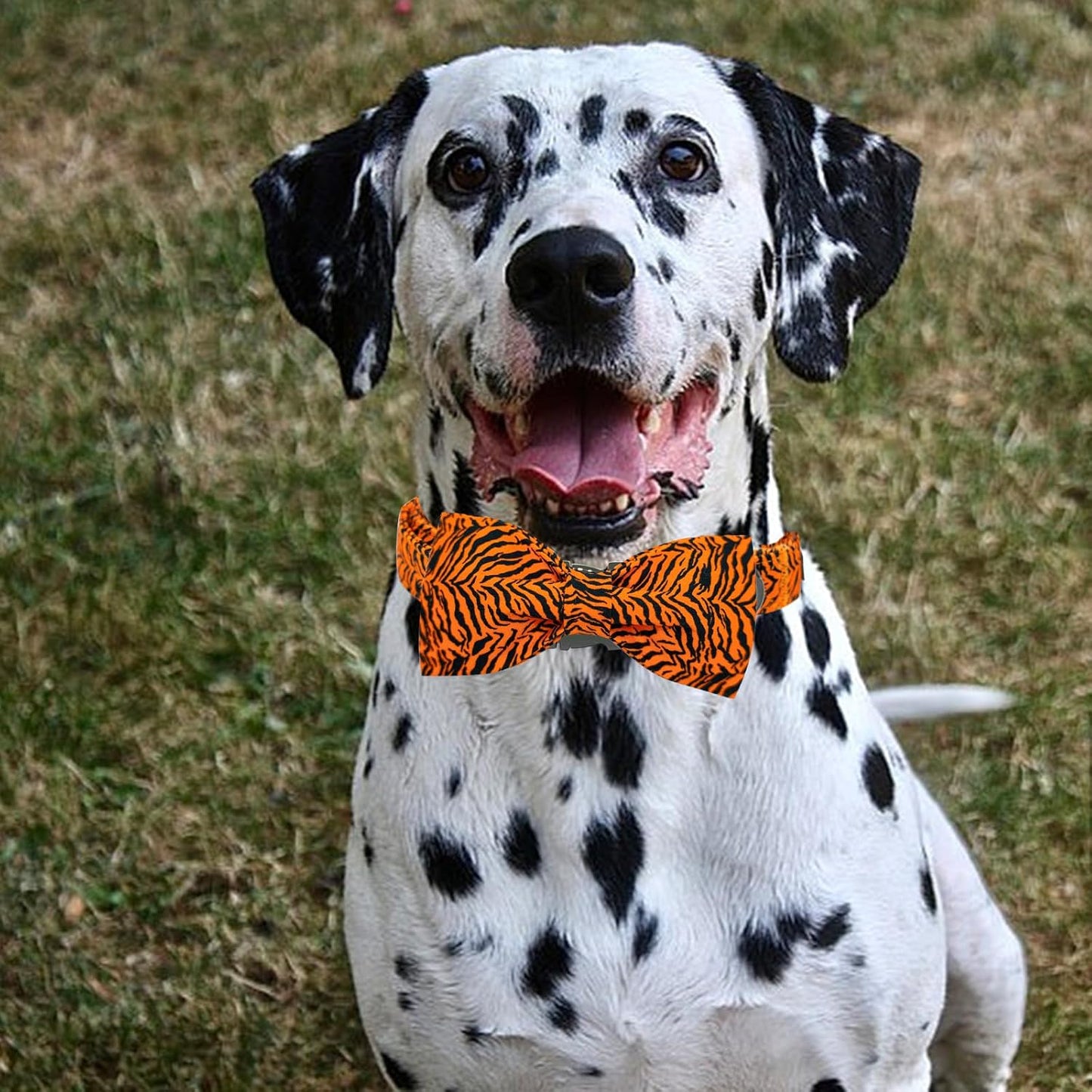 Elegant little tail Dog Collar, Tiger Print Pet Collar Fashion Boy Dog Collars Durable Metal Buckle Dog Collars Cotton Pet Adjustable Dog Collars for Medium Dogs