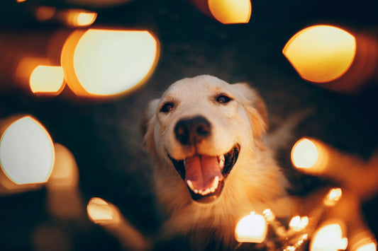 How to Keep Your Pet Healthy and Happy All Year Long