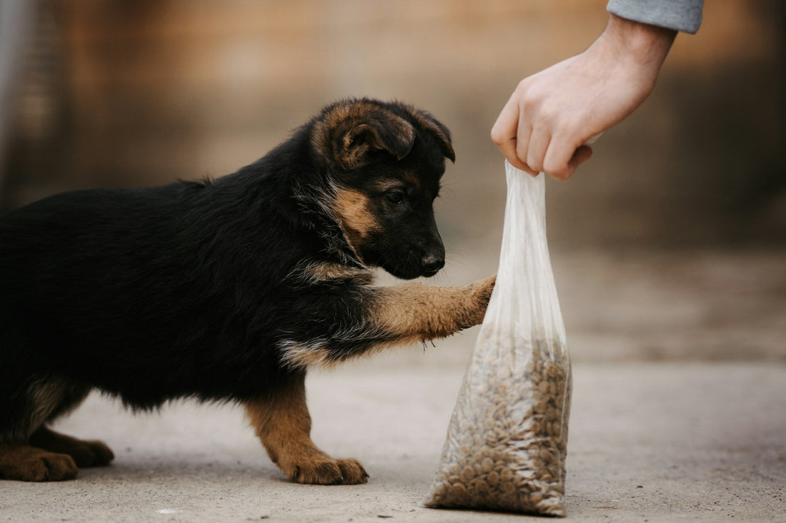 10 Must-Have Pet Supplies Every Pet Owner Needs