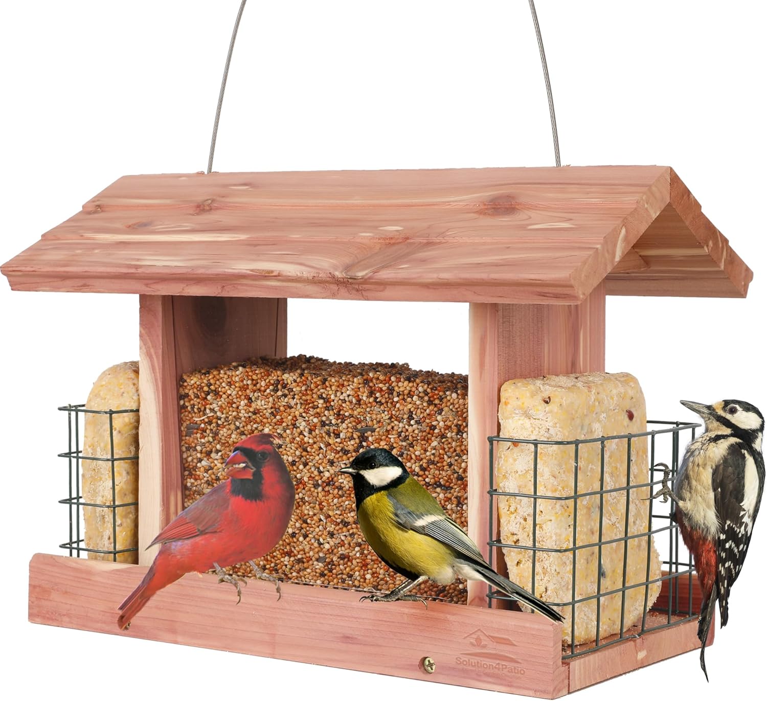 Backyard Birding & Wildlife