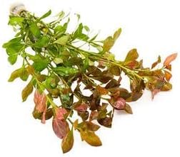 SubstrateSource Live Aquarium Stem Plants - Freshwater Aquatic Plant for Fish Tanks, Aquascaping - (Nesaea Pedicellata Golden, 1 Bunch)