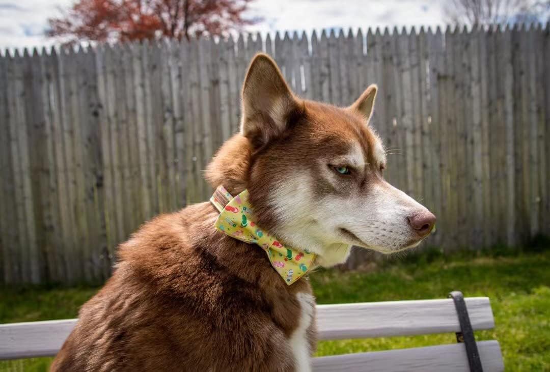 Elegant Little Tail's Cute Bowtie Dog Collar with Bow for X-Small Puppy and Cat