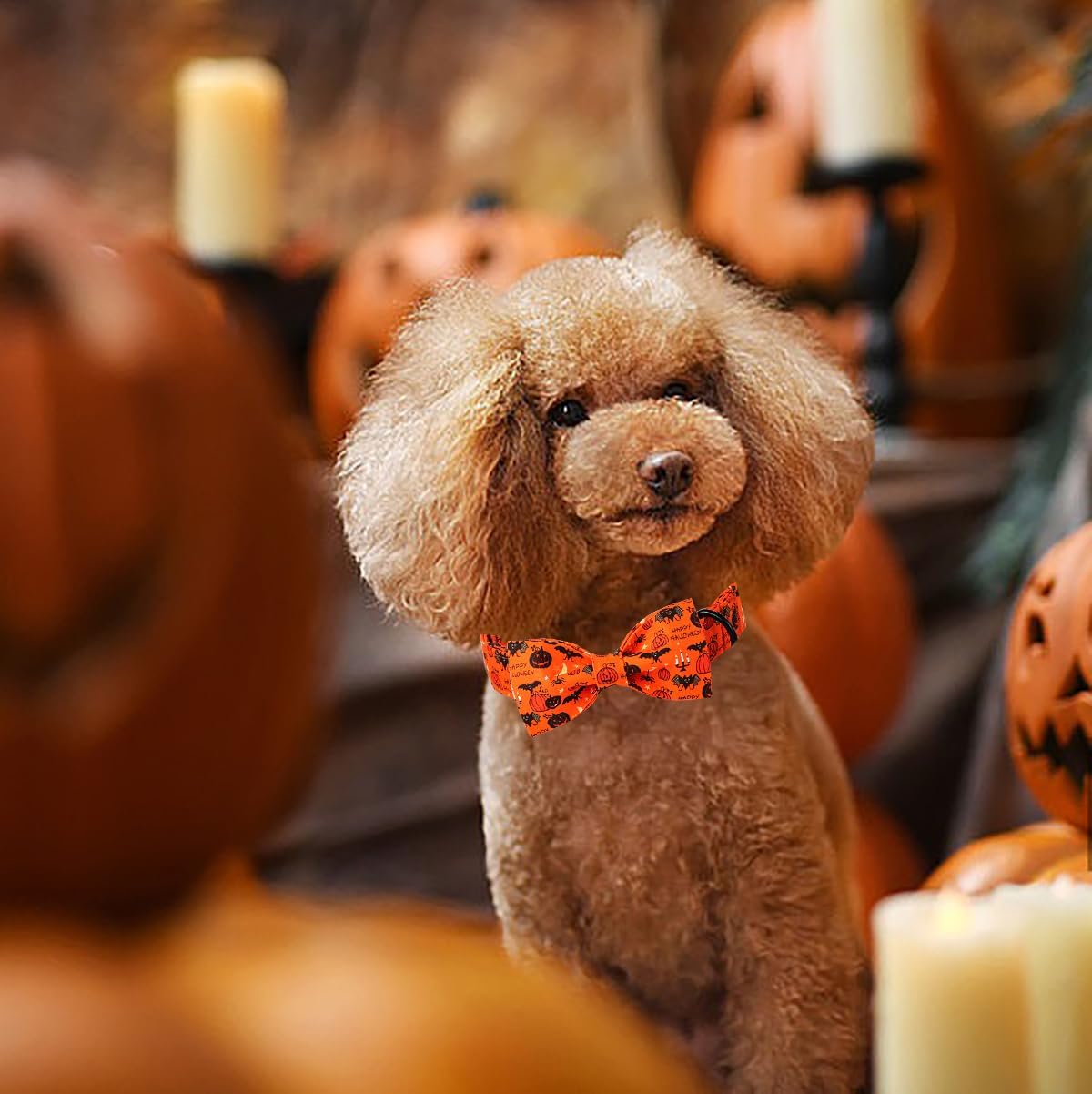 Lionet Paws Fall Halloween Dog Collar, Cute Bat Pumpkin Dog Collar for Large Dogs, Adjustable Cotton Orange Pet Collars for Medium Large Dogs