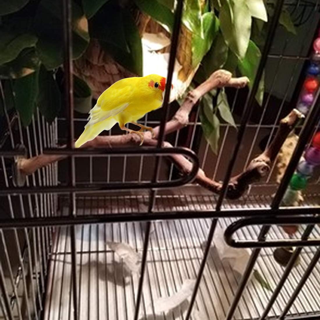 PINVNBY Parrot Perches Natural Birds Stand Wild Grape Stick Grinding Paw Climbing Wood Cage Accessories and Toy for Parakeet, Lovebirds,Budgies,Cockatiels and Finches