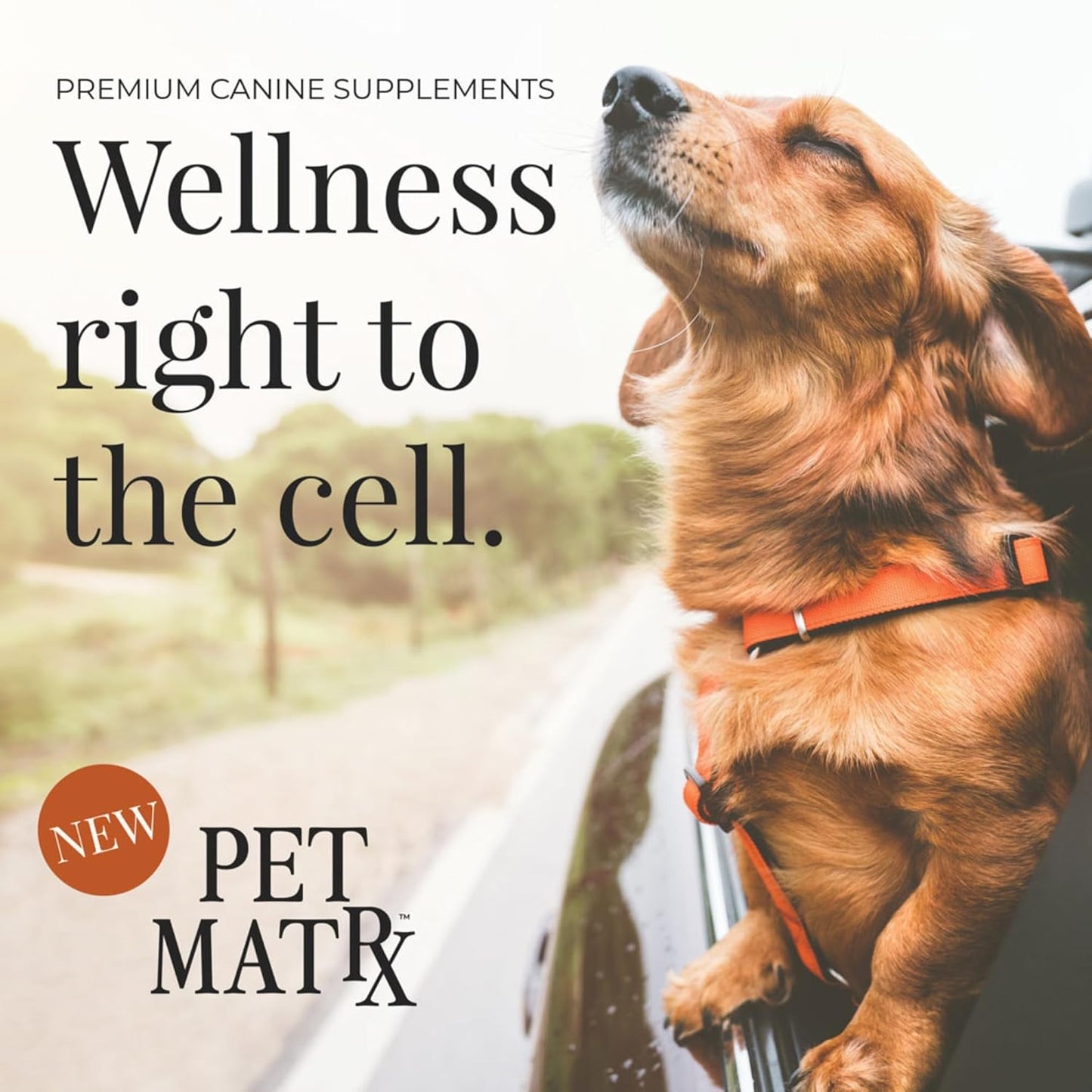 Think Cognitive and Calming Supplement with Collagen and Magnesium - Supports Nervous System Against Stress, Behavioral Challenges, and Cognitive Issues (Large/X-Large)