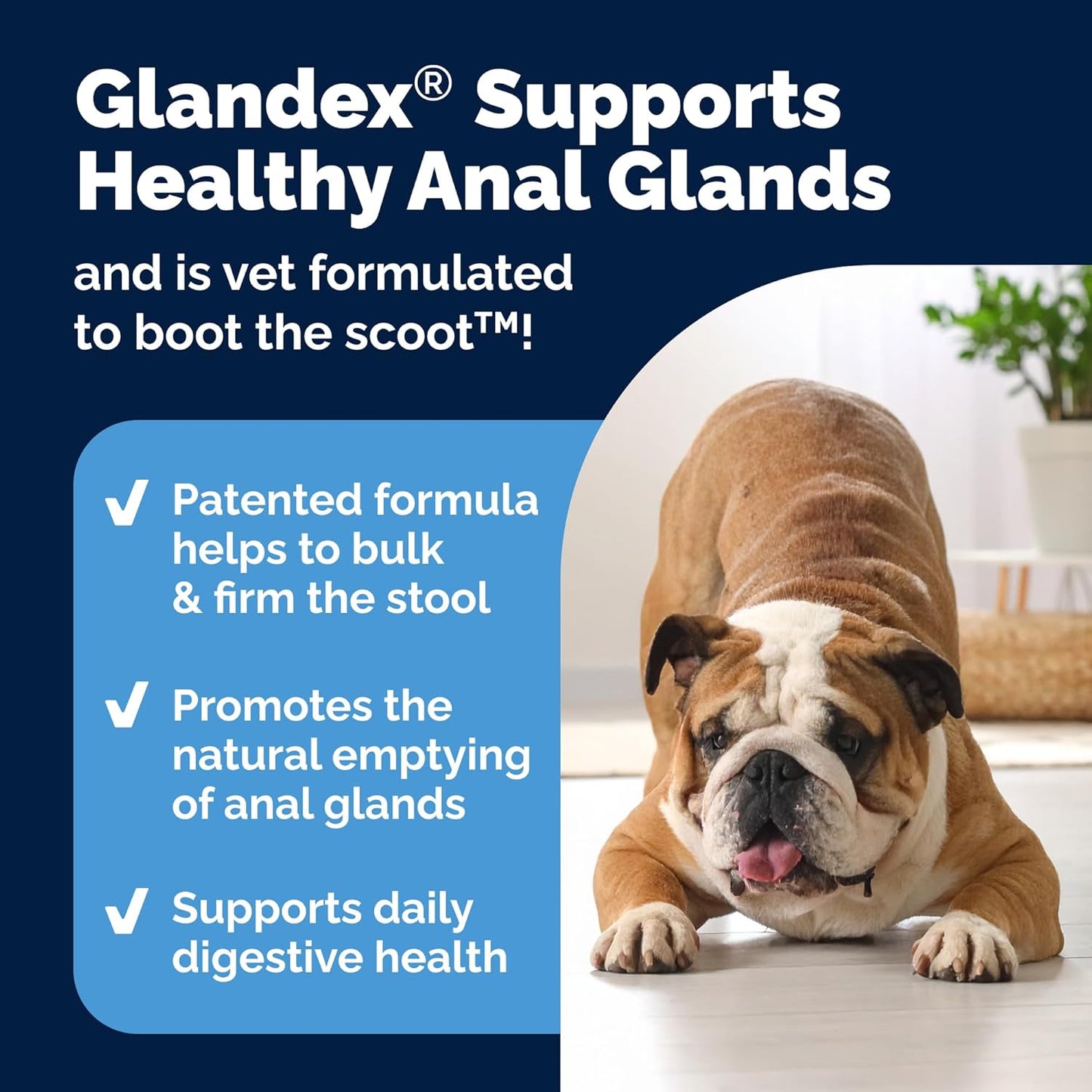 Vetnique Labs Glandex Anal Gland Soft Chew Treats with Pumpkin for Dogs Digestive Enzymes, Probiotics Fiber Supplement for Dogs Boot The Scoot (Bacon Flavor Chews, 120 Count)