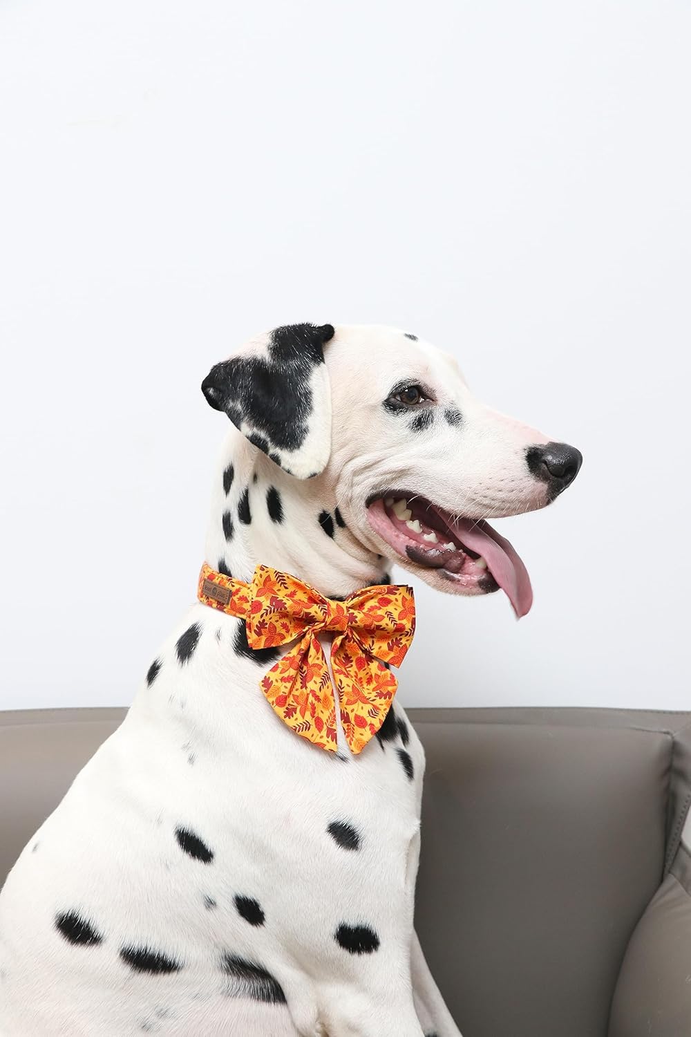 Lionet Paws Dog Collar with Bowtie - Cute Cotton Adjustable Fall Bowtie Dog Collar with Metal Buckle for Small Medium Large Dog Girl Boy Gift, XL, Neck 16-26in