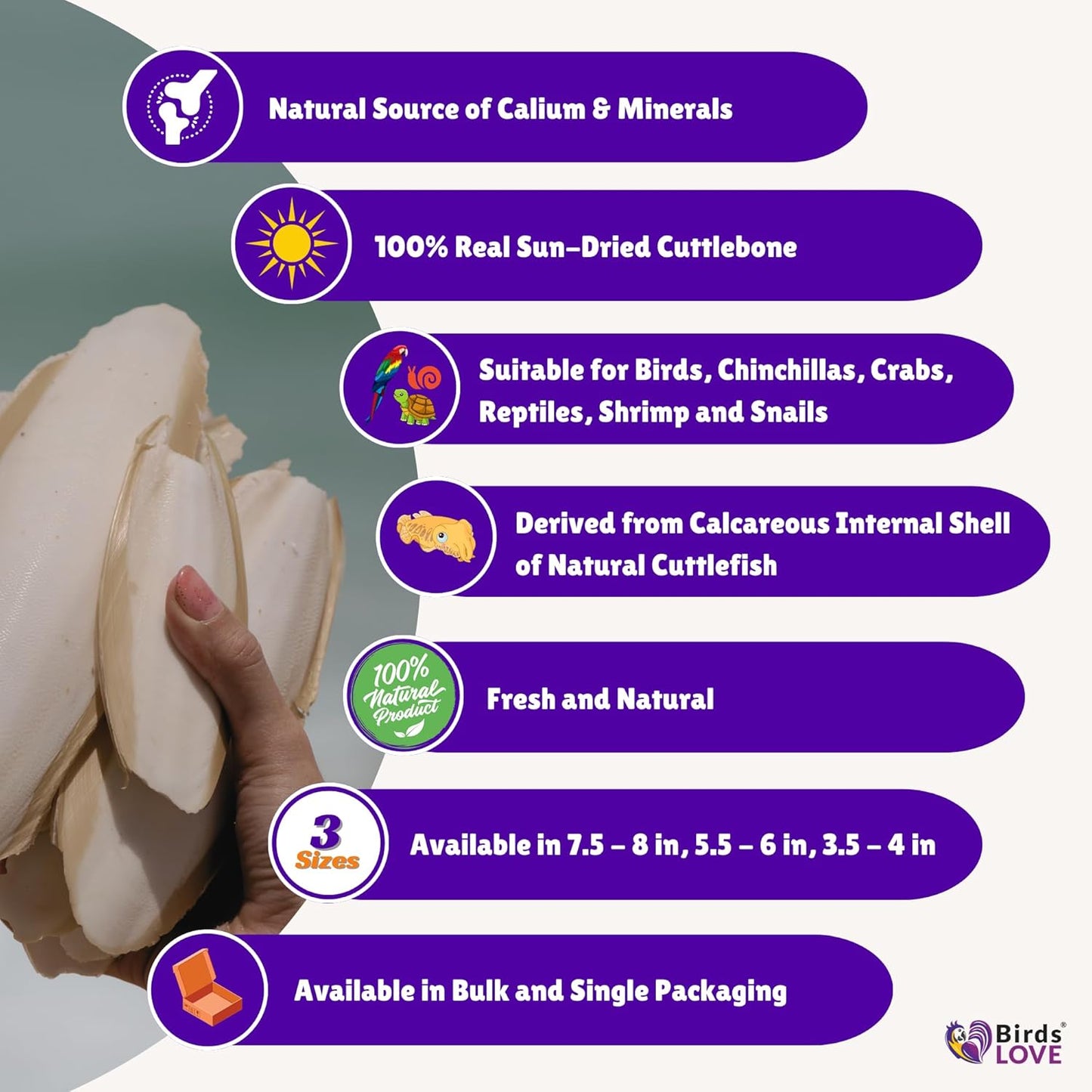 Birds LOVE Natural Cuttlebone | 100% Pure Sun-Dried Calcium Supplement for Birds, Tortoises, Snails & Crabs | Supports Beak & Shell Health | Easy to Chew | 2 Pack, Size 3.5 to 4"