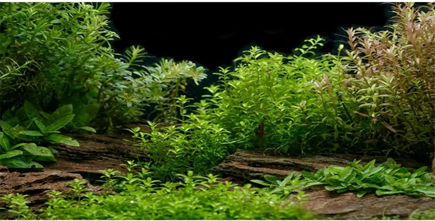AWERT Aquarium Background River Bed & Lake Aquatic Plant Fish Tank Background Vinyl 36x18 inches