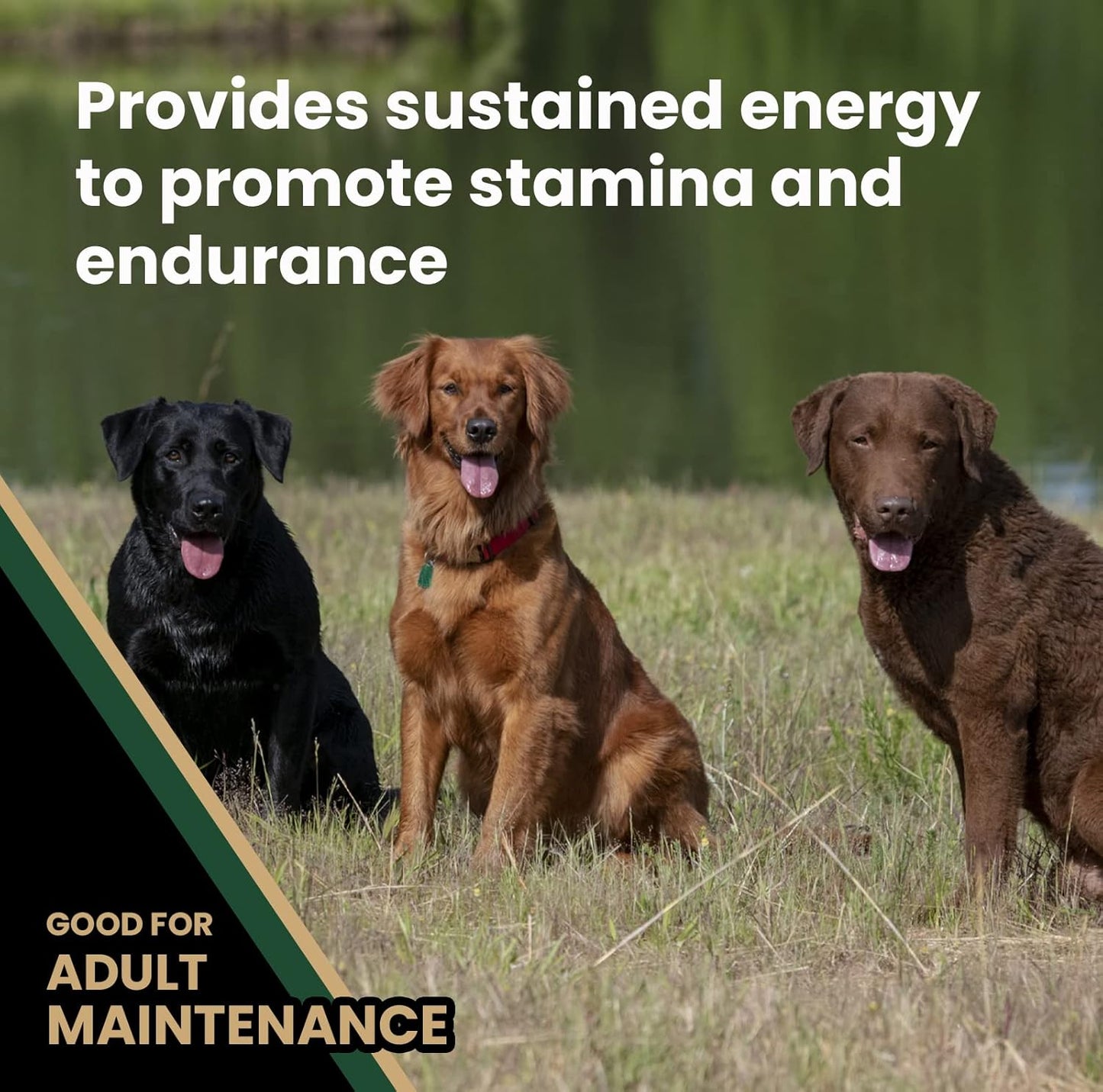 VICTOR Super Premium Dog Food – Performance Dry Dog Food from Beef, Chicken and Pork Meal – 26% Protein for Active Adult Dogs – Includes Glucosamine and Chondroitin for Hip and Joint Health, 40lbs