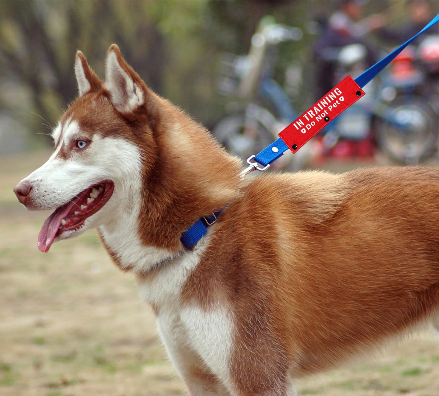 Advivio in Training Do Not Pet Funny Red Dog Leash Sleeve - Leash Wrap for Pet Dogs Walking - Dog's Gift and Dog Owner Gift