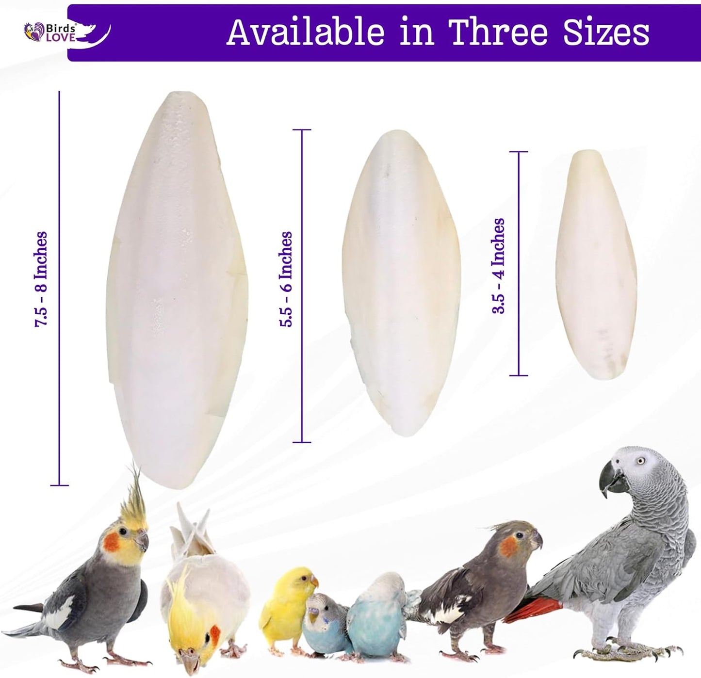 Birds LOVE Natural Cuttlebone | 100% Pure Sun-Dried Calcium Supplement for Birds, Tortoises, Snails & Crabs | Supports Beak & Shell Health | Easy to Chew | 2 Pack, Size 3.5 to 4"
