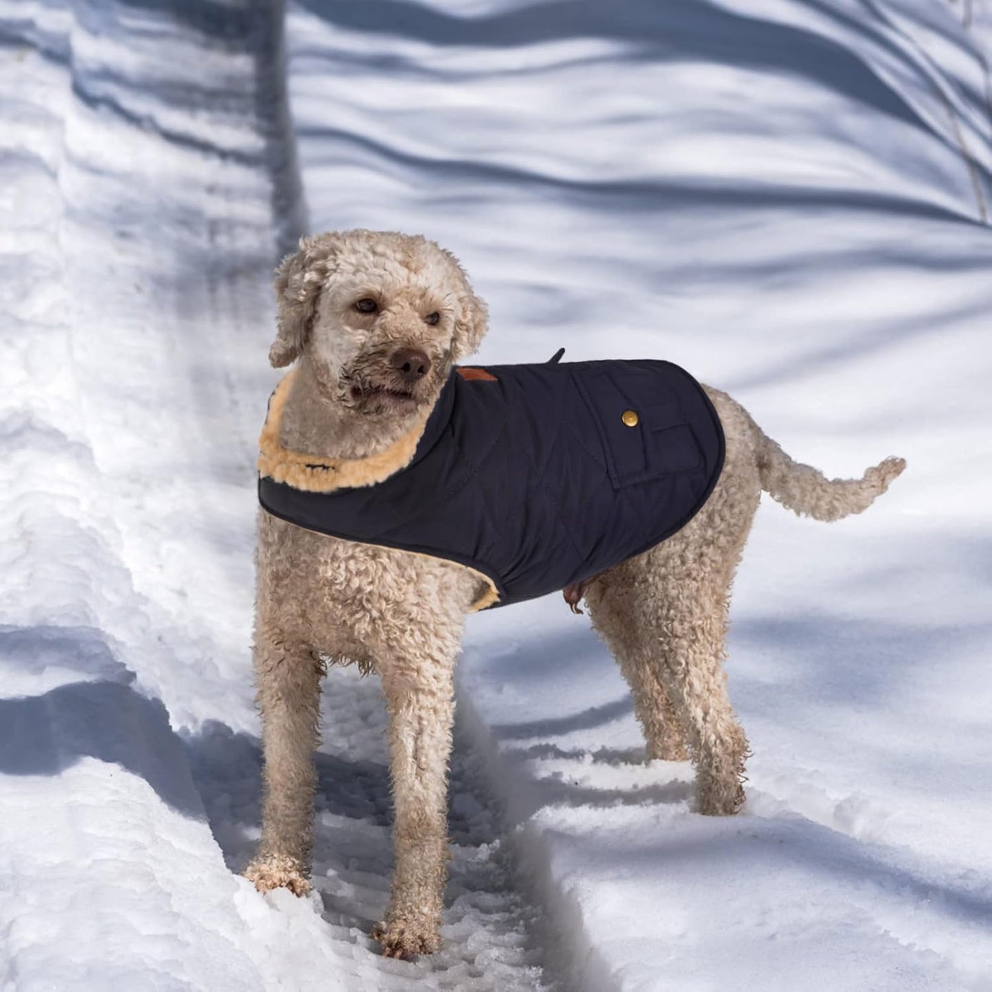 Queenmore Warm Dog Coat, Cold Weather Puffer Dog Jacket with Ultra Thick Plush Lining, Storage Pockets (Dark Navy, Medium)