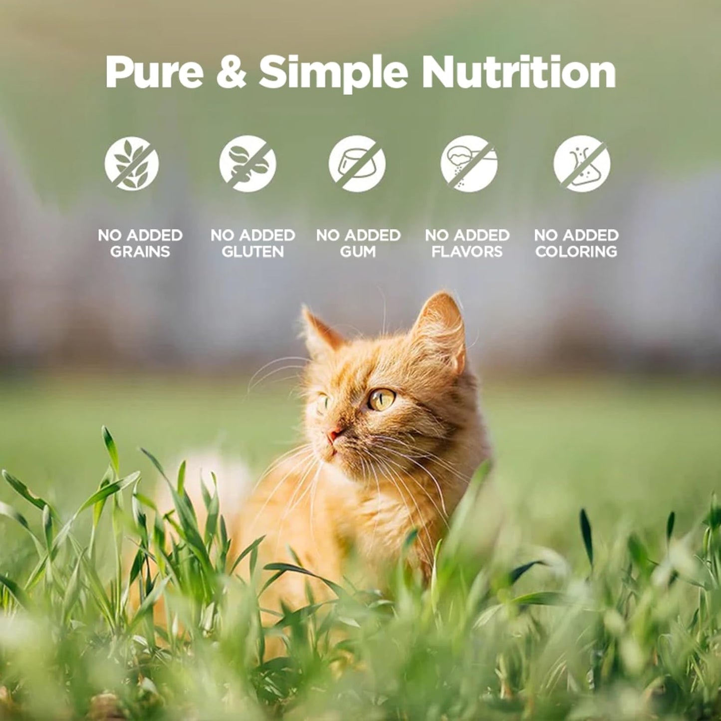 ZEAL New Zealand Wet Cat Food – High Protein, Grain-Free with Superfoods (Lamb, 3.17oz Can, 24-Pack)