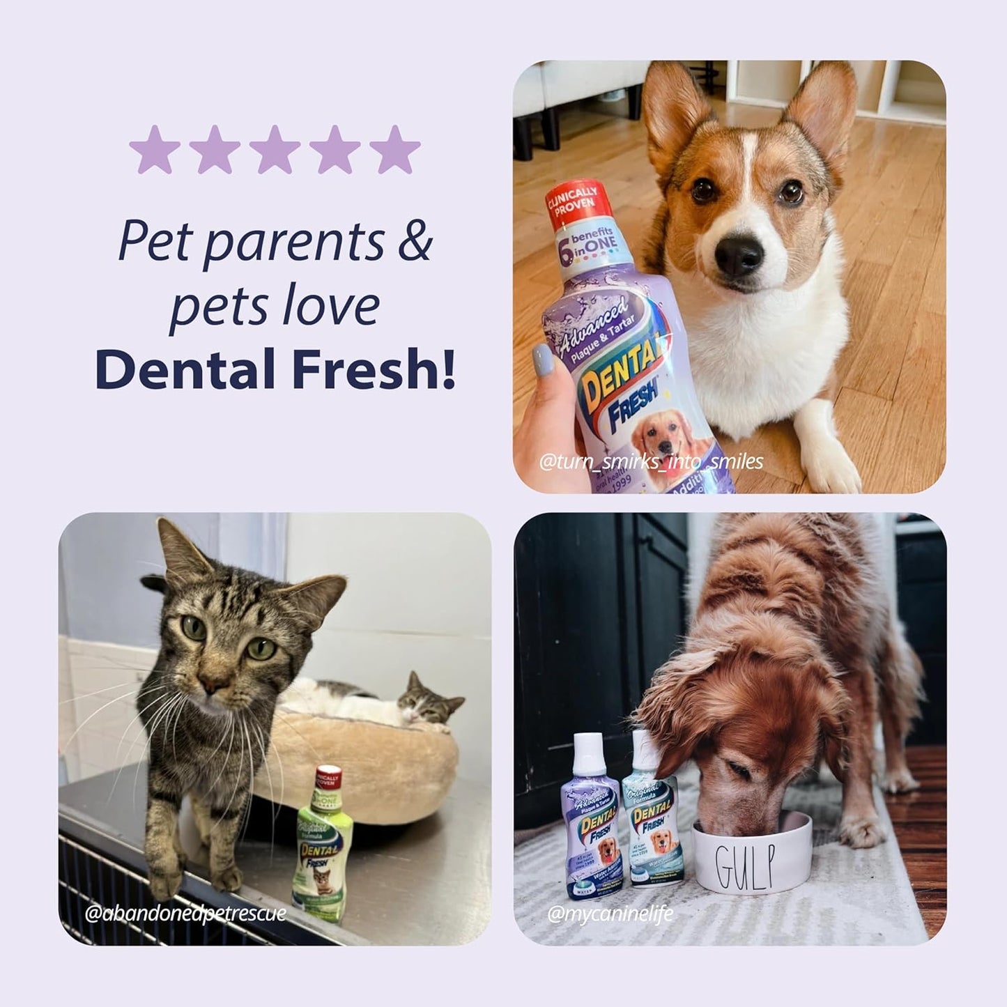 Dental Fresh Advanced Plaque and Tartar Water Additive, 8oz – Dog Teeth Cleaning Formula to Freshen Breath and Improve Overall Oral Health