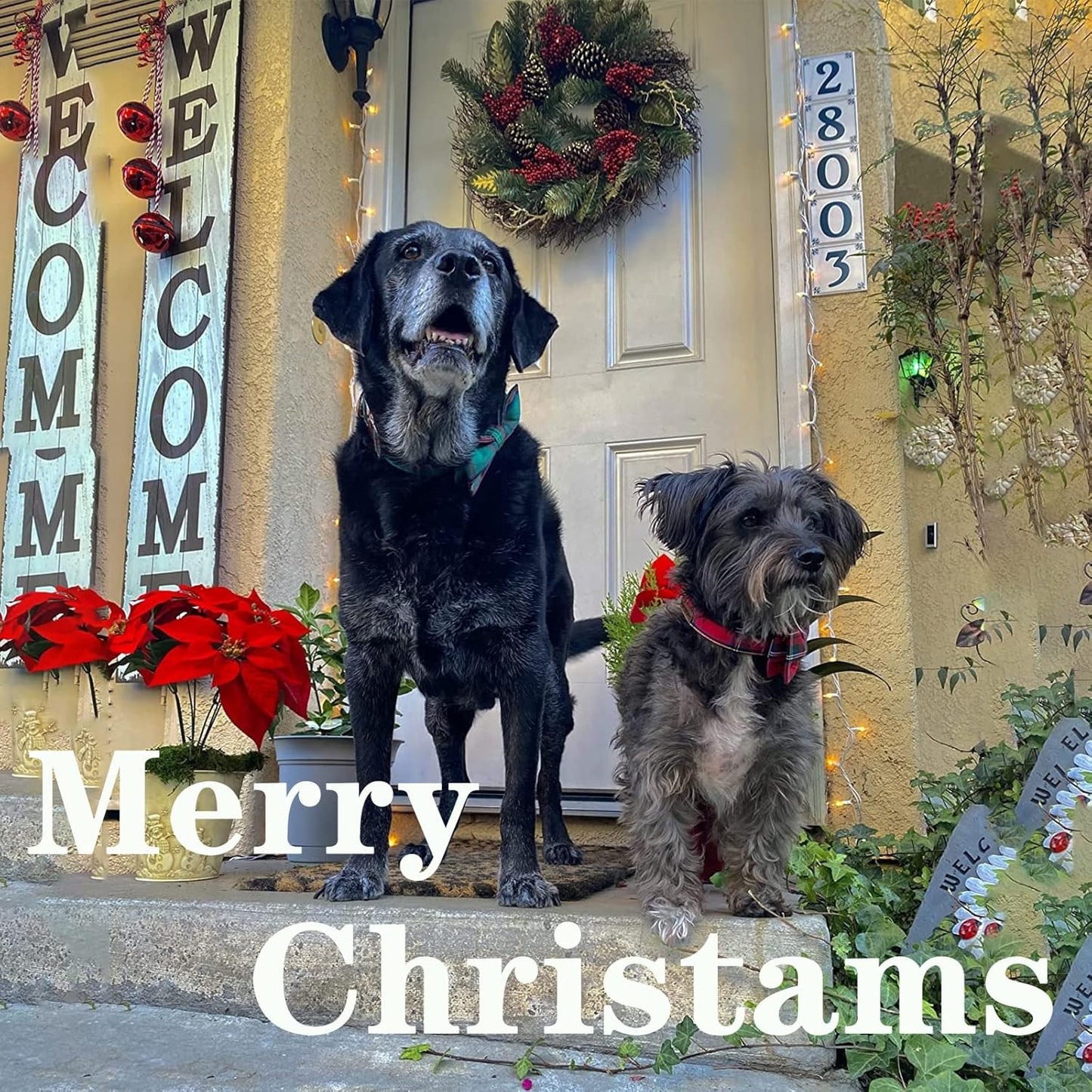 Unique style paws Dog Collar with Bow Tie Christmas Dog Collar for Small Medium Large Dogs with Adjustable Metal Buckle -XS
