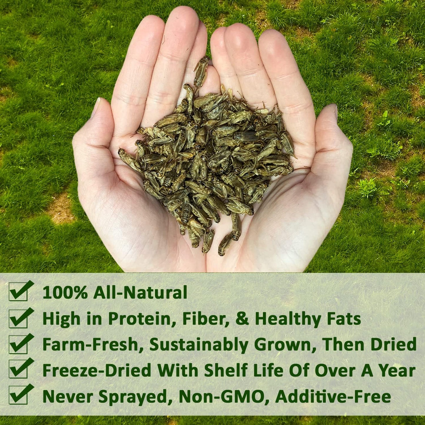 2 Pound Dried Crickets - High Protein Insect Treat - Chickens, Wild Birds, Hedgehogs, Bluebirds, Reptiles, Sugar Gliders, Opossums, Skunks, Lizards, Bearded Dragons, Fish, Turtles 8 oz. (4 Pack)