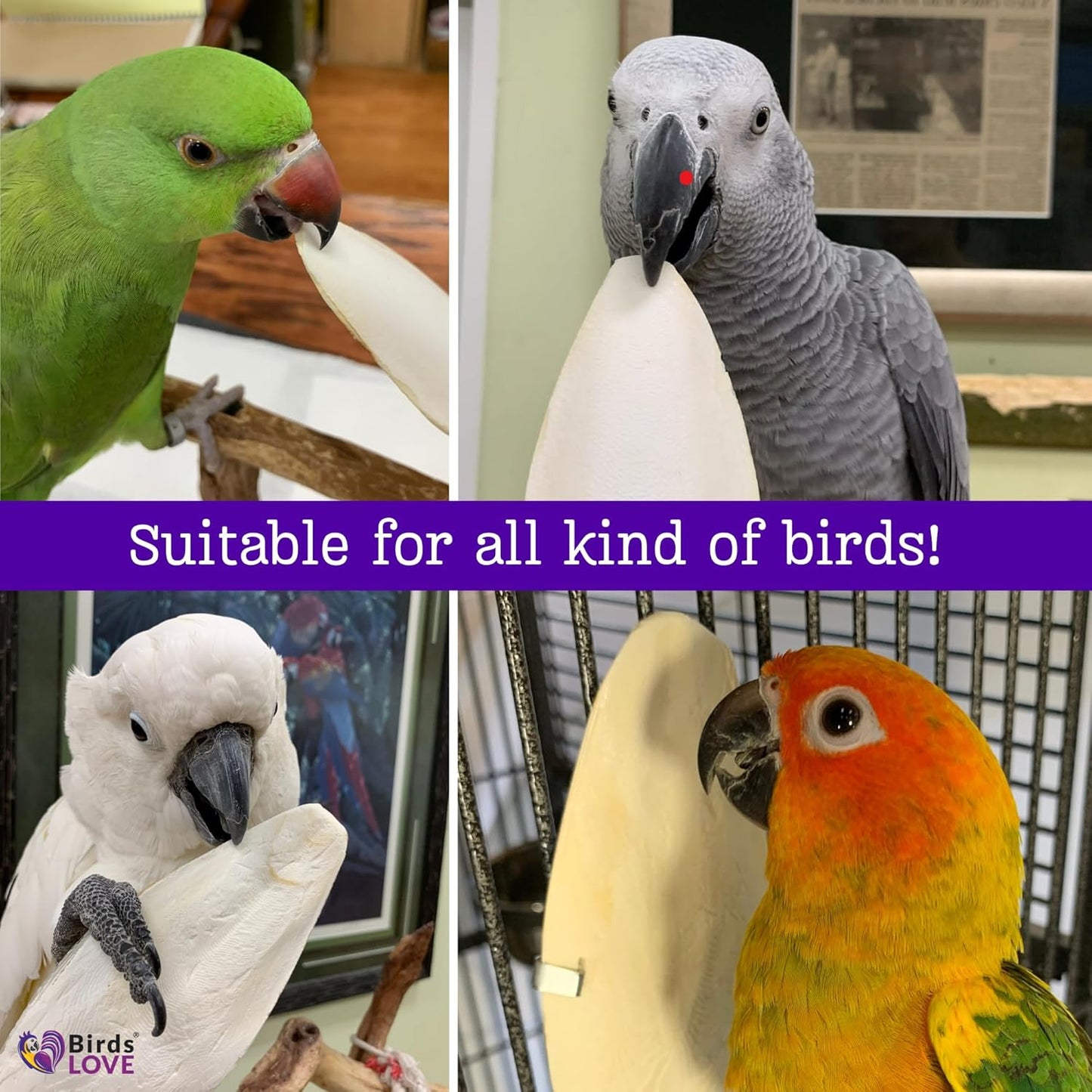 Birds LOVE Natural Cuttlebone – Premium Calcium & Trace Mineral Supplement for Avian Species, Tortoises, and Snails – Pure Cuttlebone for Parakeets and All Birds - 12 Pack, Size 3.5 to 4"