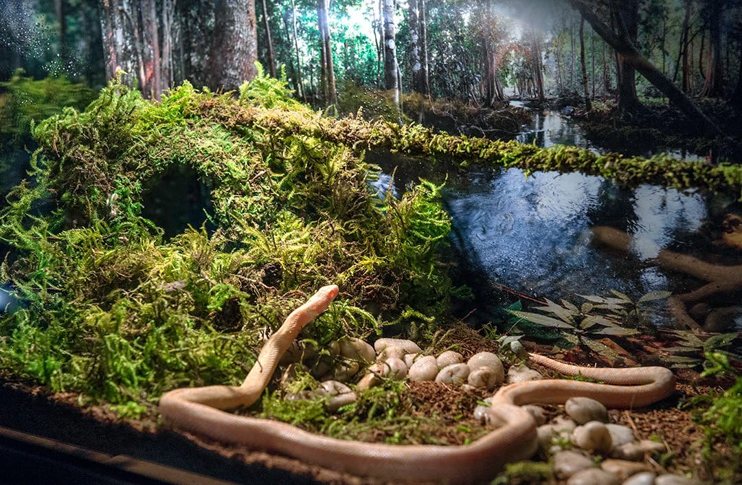 Galápagos (05348) Mossy Cave Hide, 6", Green Sphagnum (Pack of 6)