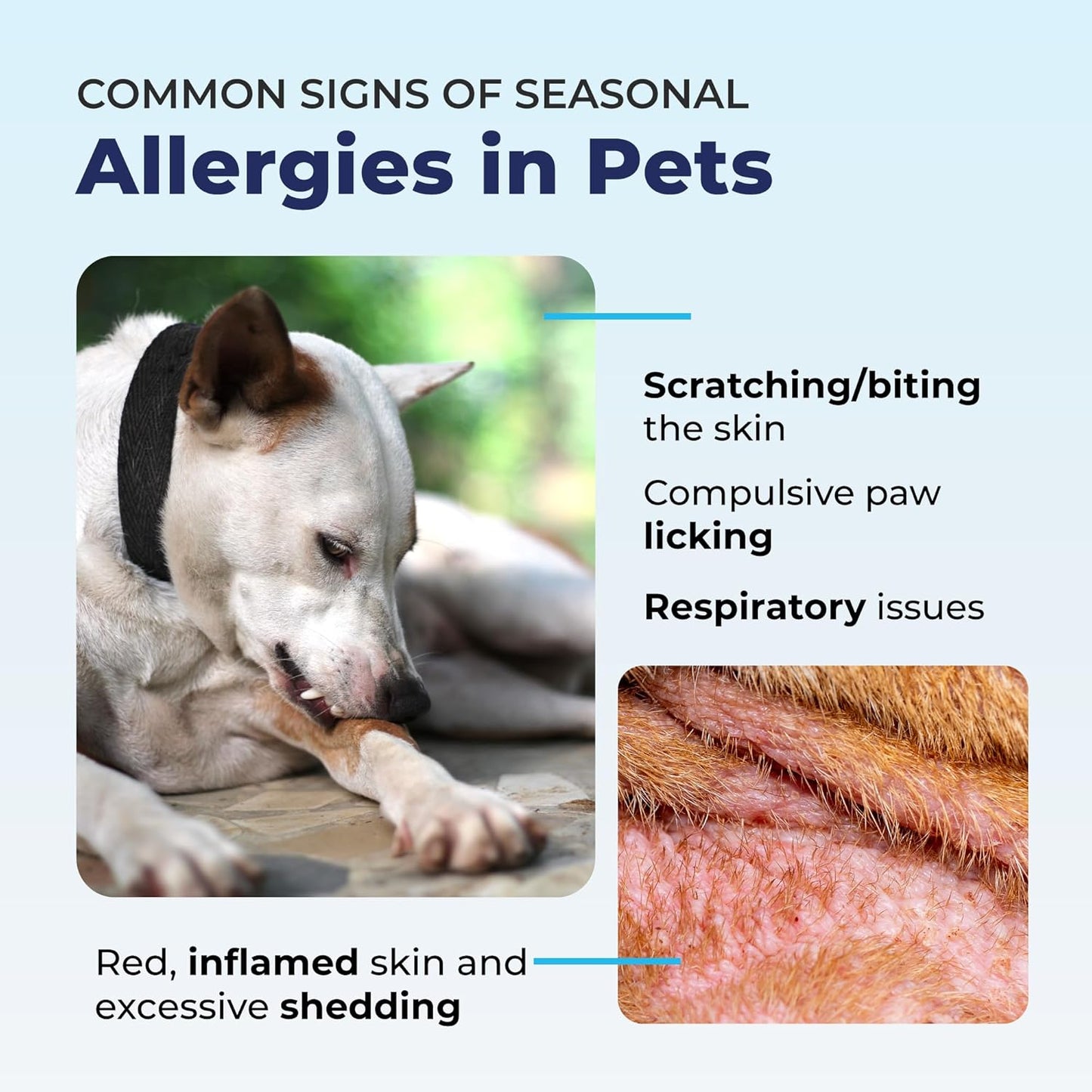 Vetnique Dermabliss Anti Itch Spray for Dogs & Cats with Hydrocortisone for Allergies and Immediate Dog Itching Skin Relief - Fragrance Free with Soothing Oat Extract (4oz)