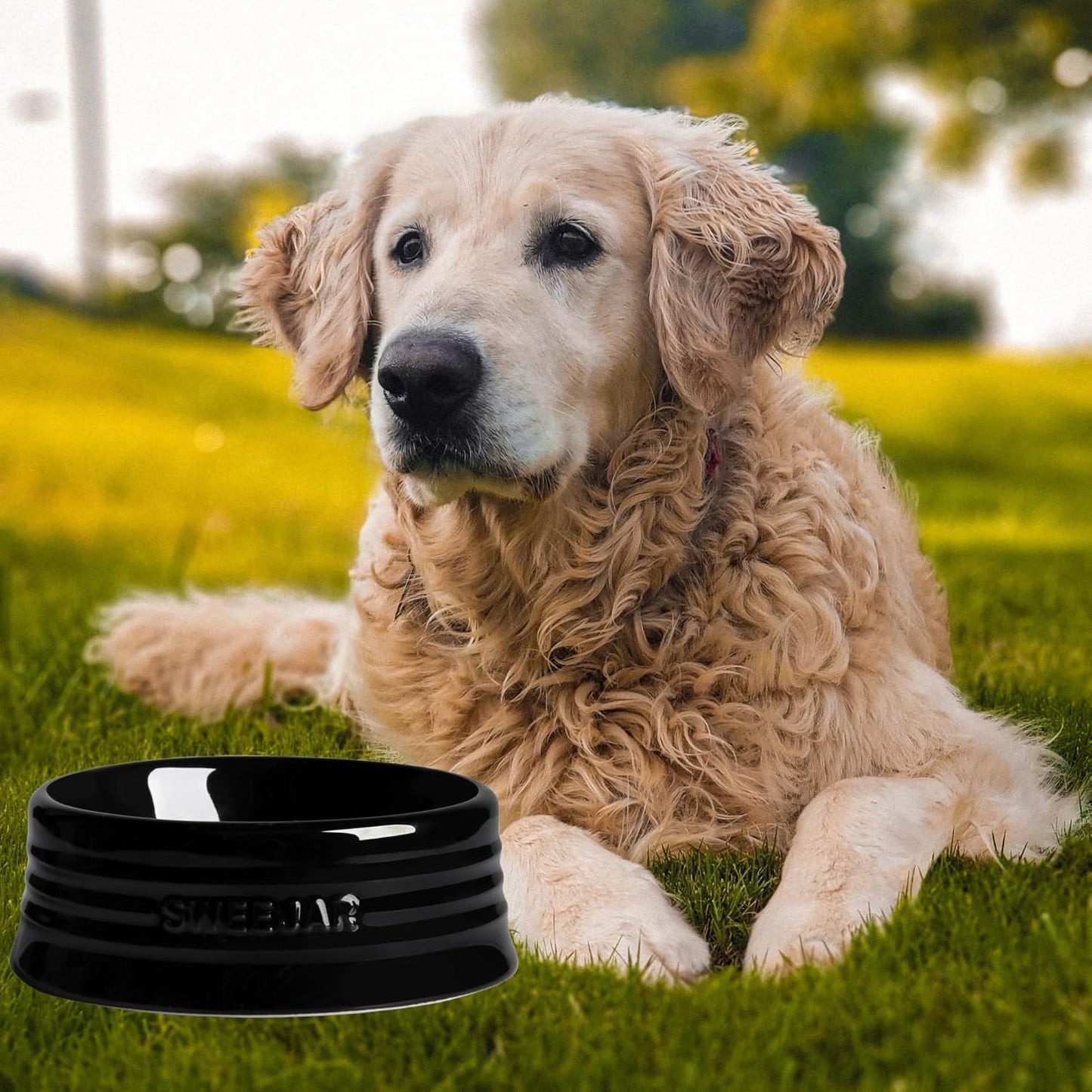 Sweejar Gradient Dog Bowl, Ceramic Dog Food Dish for Large Dogs and Large Cat, Porcelain Pet Bowl for Food and Water 32 oz (White)