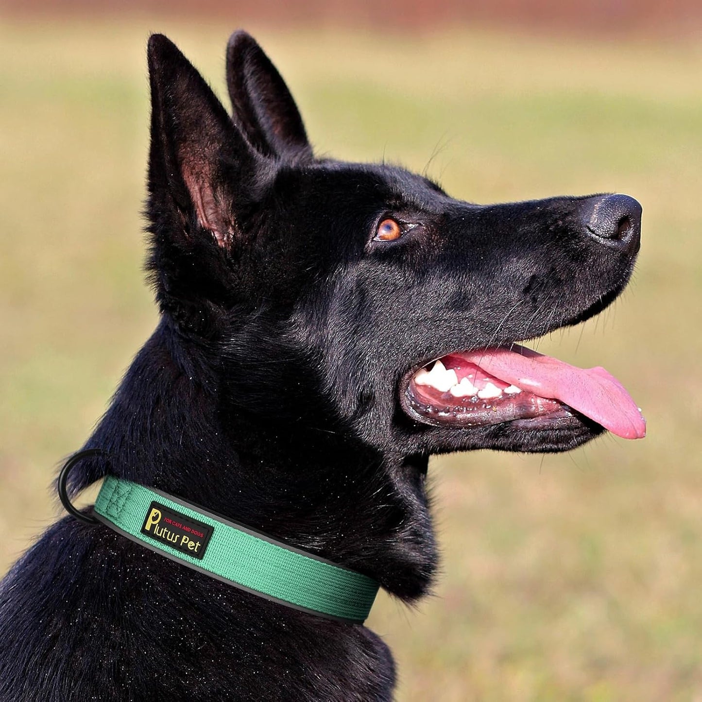Plutus Pet Tactical Dog Collar, Reflective, Adjustable Heavy Duty Dog Collar, Soft Padded and Comfortable, for Small Medium and Large Dogs (Teal, L)