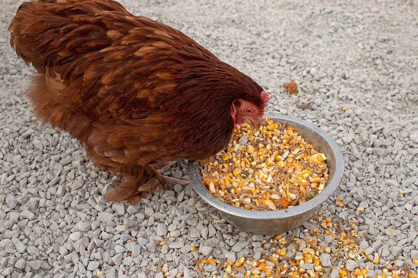 Pampered Chicken Mama Non-GMO Mealworm, Corn, Flax, & Herb Treat for Backyard Chickens, Healthy Layer Feed & Supplies for Pet Chickens Poultry Queen Treat for Hens (20 pounds)