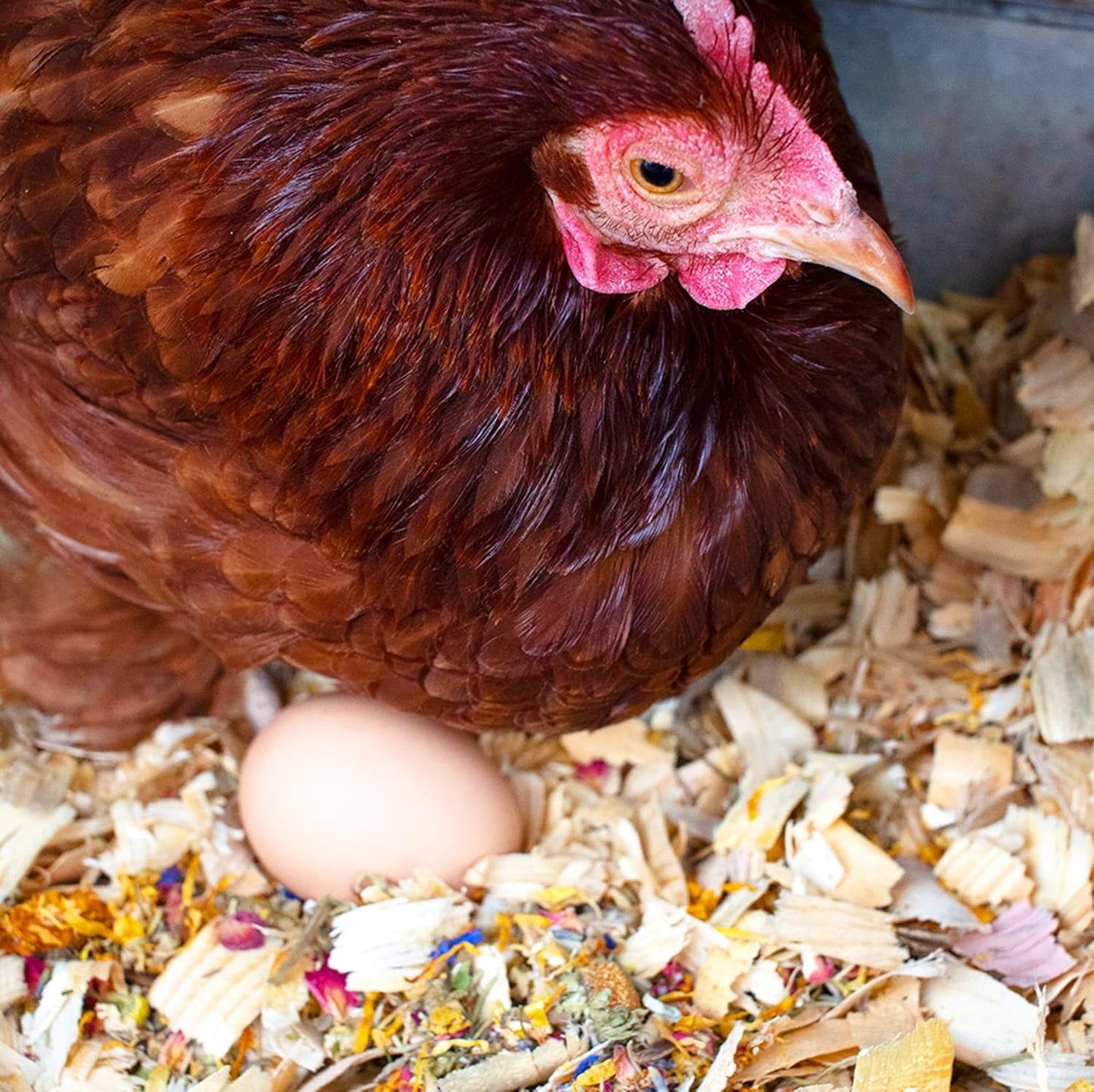 Pampered Chicken Mama Best Eggs Ever! Nesting Herbs for Chickens (16 Ounce/1 Pound) for Chicken Nesting Boxes Calcium Supplement for Chickens | Chicken Feed Supplies, Hen Treats for Coops (1 Bag)