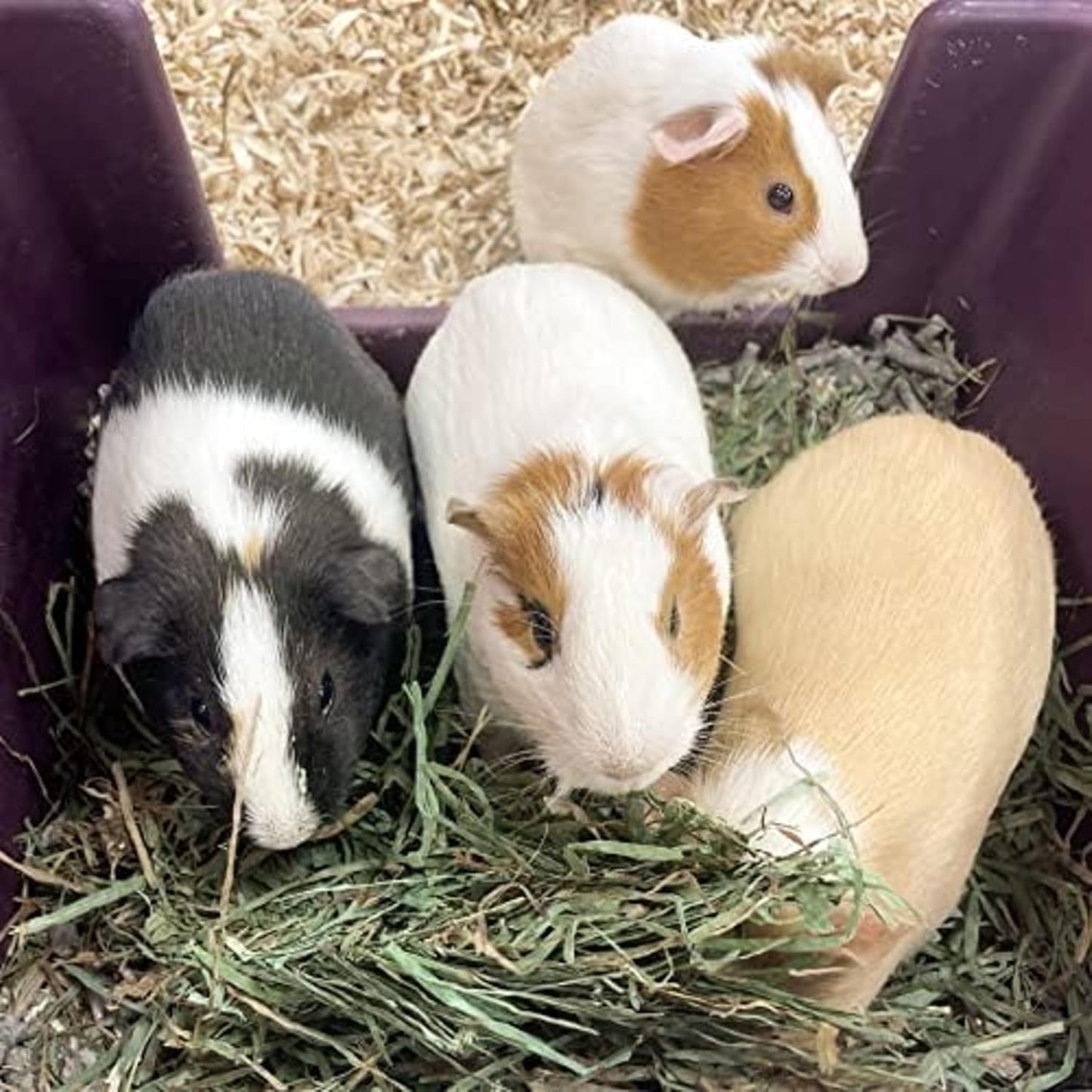 Blue Mountain Hay | Fresh Timothy Hay (24 Ounce) | Great for All Ages | High-Altitude Hay Pet Food for Rabbits, Guinea Pigs, Chinchillas, Hamsters, and Other Small Pets