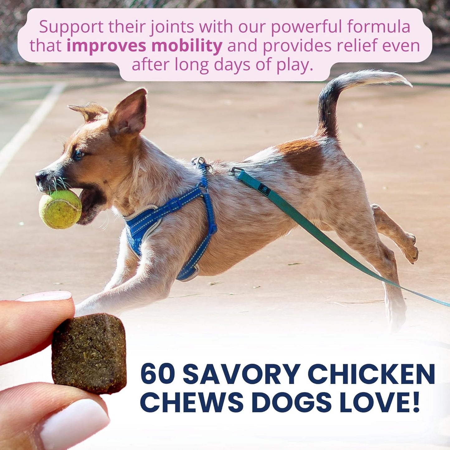 Under the Weather Pet Hip & Joint Chews for Dogs | Vet Formulated Dog Joint and Hip Supplement | Daily Chews with Chondroitin & MSM for Mobility & Flexibility Support | 60 Count