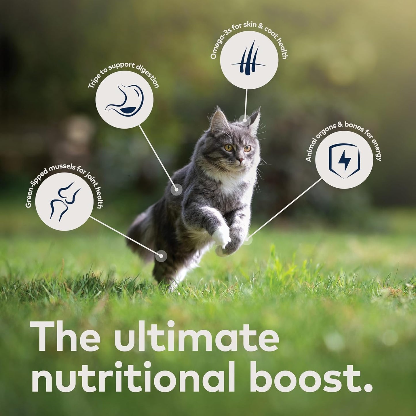 ZIWI Peak Air-Dried Cat Food Bundle High Protein, Grain Free & Limited Ingredient Superfoods (Beef, 14oz + Lamb + Chicken)