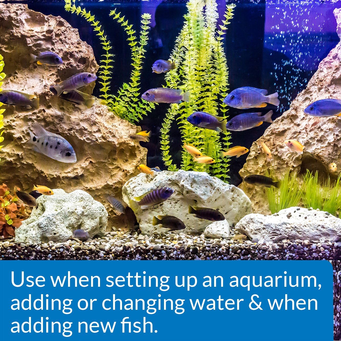API QUICK START Freshwater and Saltwater Aquarium Nitrifying Bacteria and API TAP WATER CONDITIONER Aquarium Water Conditioner Bundle